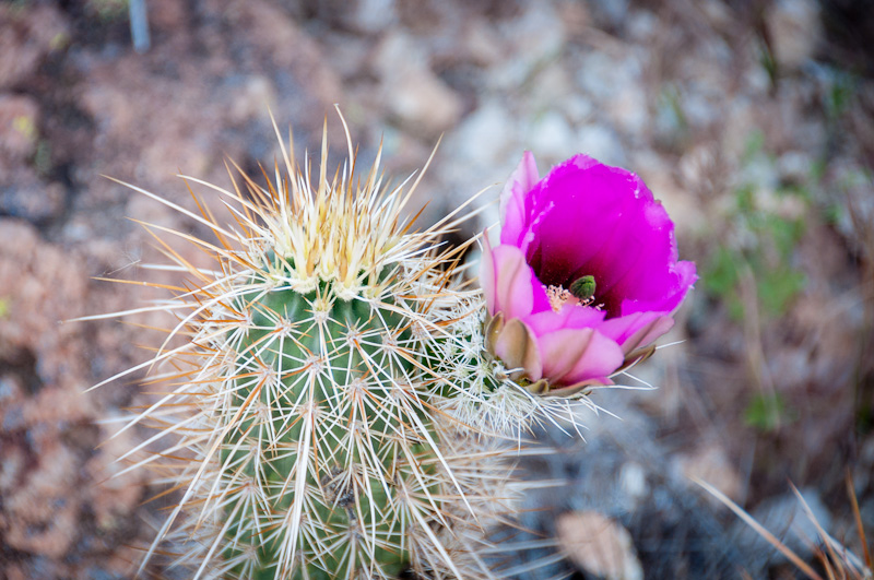 20120409-DSC_8156